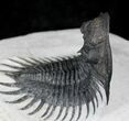 Arched Delocare (Saharops) Trilobite - Great Eyes & Spines #23296-6